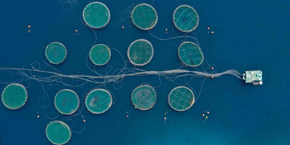 Aerial view of fish farming unit