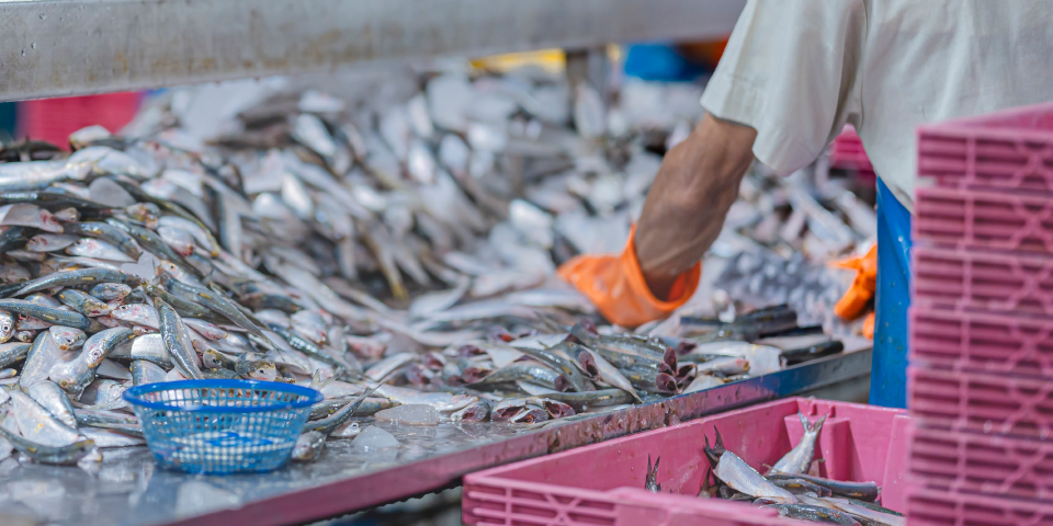 Mass production in a Seafood plant