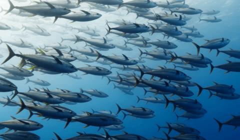 Large school of tuna