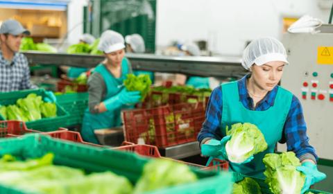 Checking lettuce in boxes before storage or delivery to stores