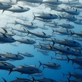 Large school of tuna