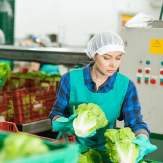 Checking lettuce in boxes before storage or delivery to stores