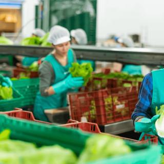 Checking lettuce in boxes before storage or delivery to stores