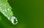 green life