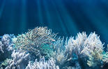 Bureau Veritas Carbon Survey Whitepaper