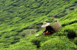 Building a sustainable food future: Initiatives across the Entire Food Value Chain