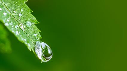 green life