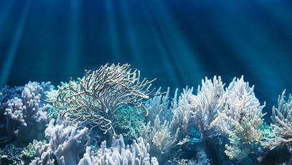 Bureau Veritas Carbon Survey Whitepaper