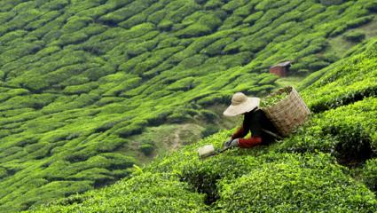 Building a sustainable food future: Initiatives across the Entire Food Value Chain