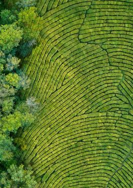 EUDR (EU DEFORESTATION-FREE REGULATION)