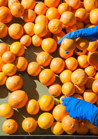 p.1_OrangesFotolia