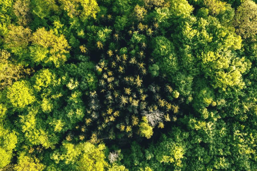 Aerial shot of a carbon‑free forest during summer