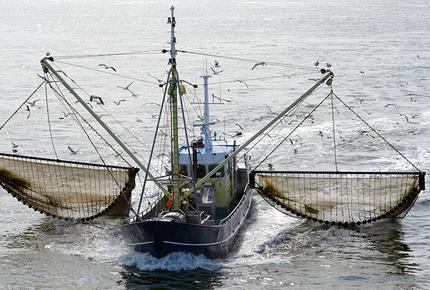 Responsible Seafood